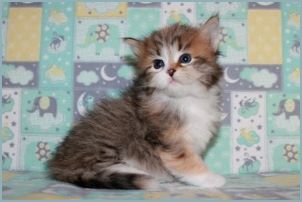 Female Siberian Kitten from Deedlebug Siberians